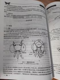 昆虫分类(上下)册