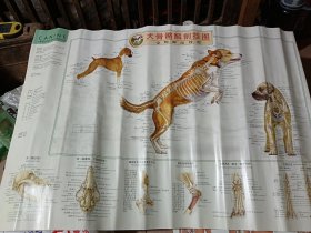 犬骨骼解剖挂图:宠物解剖挂图
