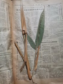 植物标本，无标本台纸.2150528-88