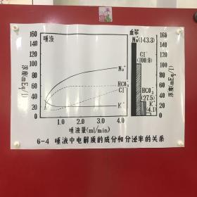 印刷品-医学教学图谱挂图（塑料）——6-4 唾液中电解质的成分和分泌率的关系【36】折痕、破损