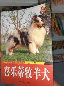 犬中女王：喜乐蒂牧羊犬
