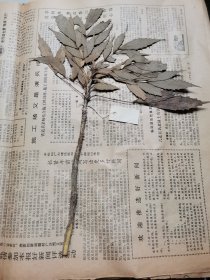 植物标本，无标本台纸.2150527-113