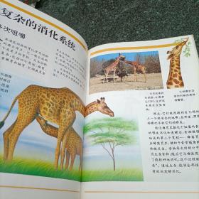 动物世界的奥秘:[图集].13.长颈鹿:有四个胃的动物