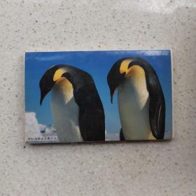 罗红北极皇帝企鹅摄影明信片一套（全12张）