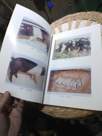 种猪测定原理及方法 熊远 著 中国农业出版社9787109058828