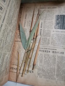 植物标本，无标本台纸.2150528-89
