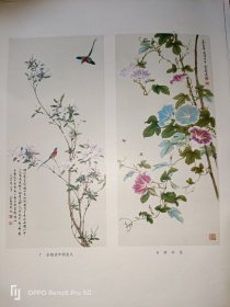 杜鹃花和桐花凤  牵牛花--俞致贞(1979年印刷的8开老画一张)