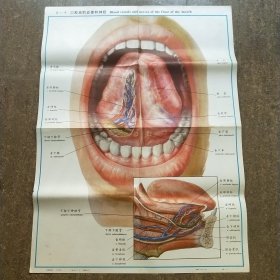 人体解剖挂图：丨X 口腔 底的血管和神经