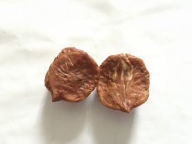 核桃 扁型