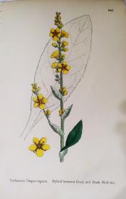 19世纪欧洲铜版画，黄色毛蕊花，详细信息见图3