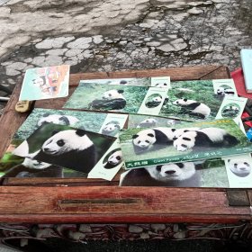 周耀伍摄影中国珍稀动植物系列—《大熊猫》明信片十张