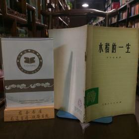 水稻的一生