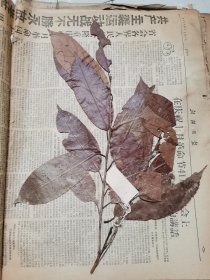植物标本，无标本台纸.50327-79