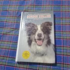 BORDER COLLIES