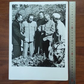 超大尺寸：1954年，刘少奇、周恩来、罗瑞卿由陶铸陪同，在广东视察橡胶园（袋1261--38号）