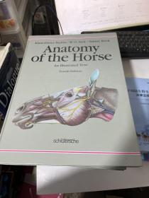 Anatomy of the Horse