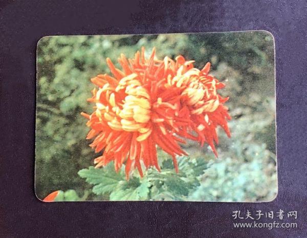 1975年花卉——年历卡
