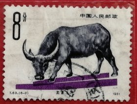 中国邮票 t63 1981年 发行量178万 畜牧业 滨湖水牛 6-2 信销 驰名全国，个体粗大，体质强健，富于持久|力，久巳闻名名省内。岳阳滨湖水牛主耍产区为广兴溯公礼钟家门一带及君山公社的长江大队、新河大队一带，分散在各产区。