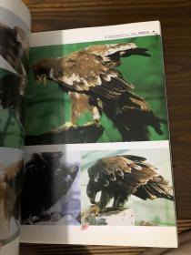 动物摄影图片书籍 画家创作资料用书 鹰分册