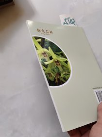 铁皮石斛