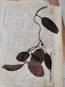 植物标本，无标本台纸.50327-83