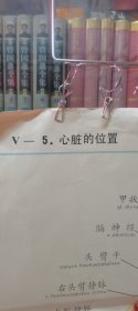 中国医科大学《人体解剖挂图》2、3、7卷共48张彩色大图