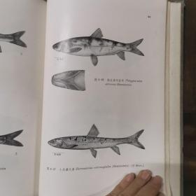 中国鲤科鱼类志·上卷（精装）1964年初版初印，仅印1500册