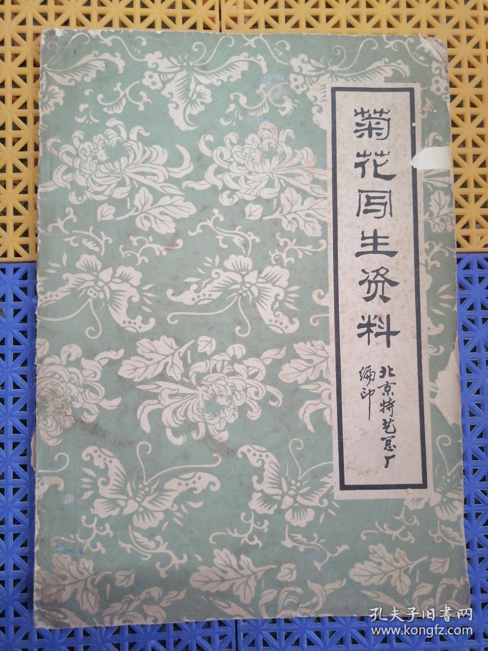 菊花写生资料