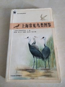 上海常见鸟类图鉴