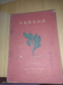 常见野菜图谱