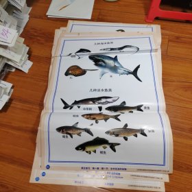 （教学挂图）义务教育课程标准实验教科书教学挂图生物学八年级上册 （26幅）