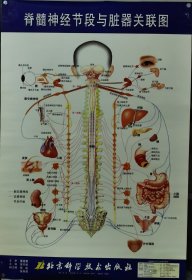 脊柱相关疾病挂图4张