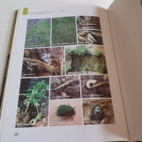 控制农业面源污染：减少农药用量防治蔬菜病虫实用技术指导手册