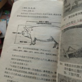 50年代养猪技术