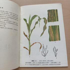 农作物病虫害彩色图谱 :（第四分册 ）旱粮大豆病虫害