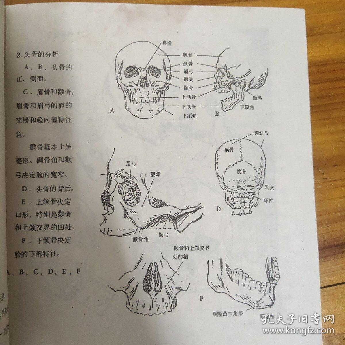 人体艺术解剖资料