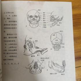 人体艺术解剖资料