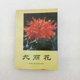 大丽花