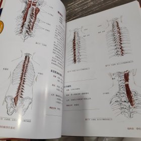 推拿按摩的解剖学基础（第4版）
