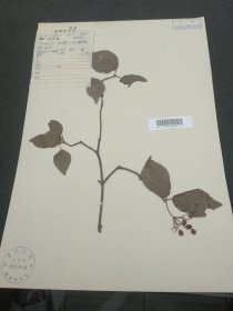 中国科学院植物研究所植物标本室，1958年杨光辉于四川巫溪县红池垻采集（39*27cm）标20