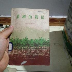 桑树的栽培