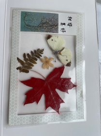 塑封红叶（和谐美好）