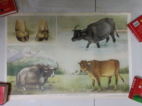 教学挂图黄牛水牛牦牛