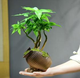 取名发财树盆栽室内植物室内桌面紫砂植物复古小盆景办公绿植四季常青（样式多样购买前截图）尺寸以实物为准。新疆西藏内蒙古青海等偏远地区暂时无法送货