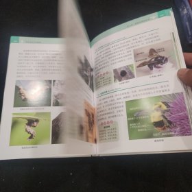 观赏昆虫识别图鉴