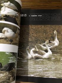 动物摄影图片书籍 画家创作资料用书 鹅分册