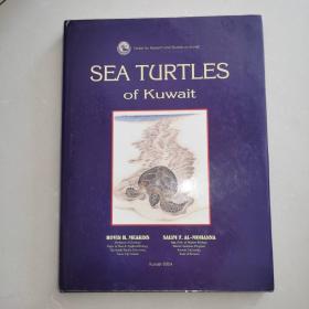 sea turtles of kuwait