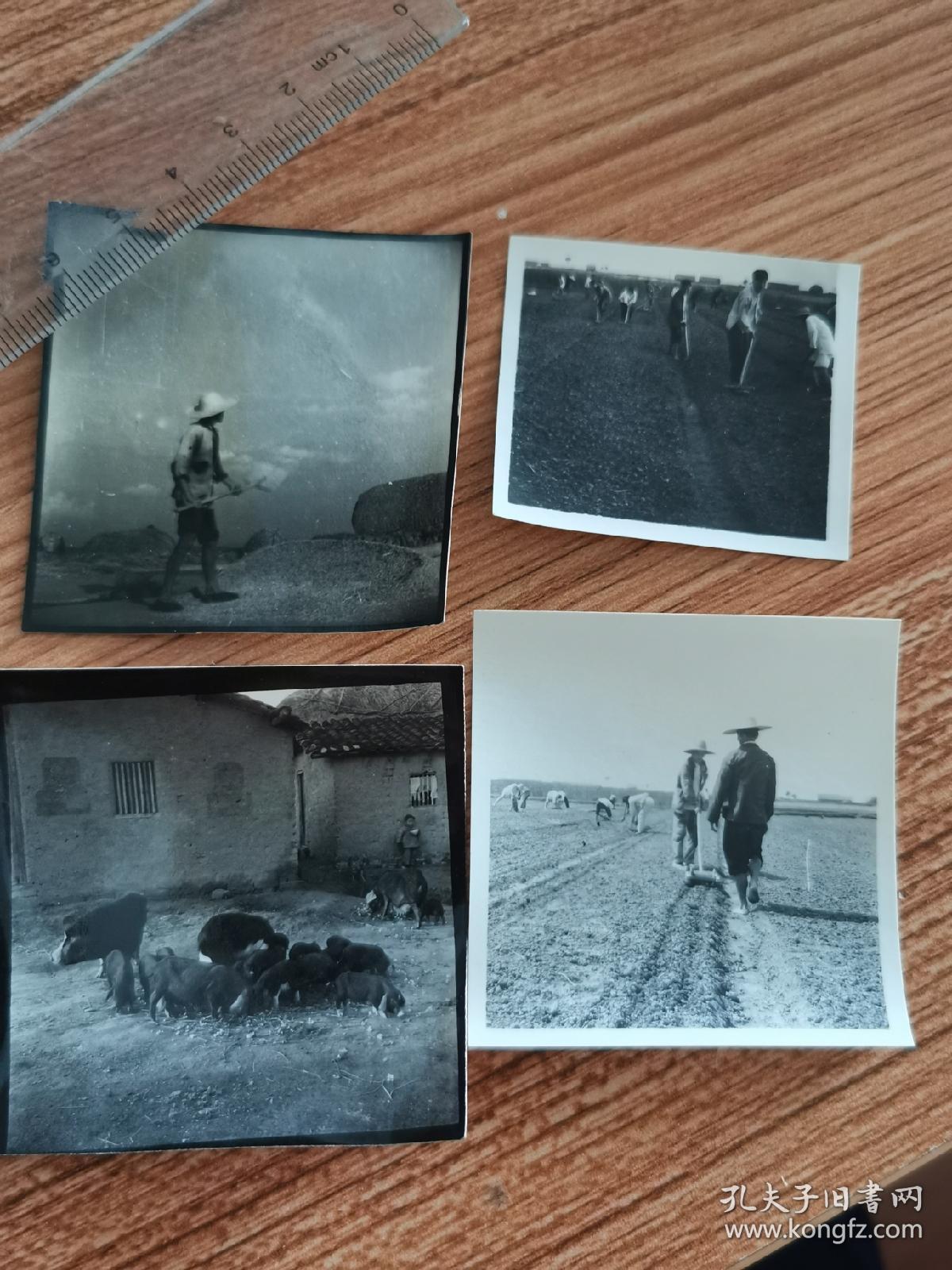 1965安徽省农业展览馆原版老照片四种，社员木铣扬场，打山芋垄，锄草翻地，养猪
