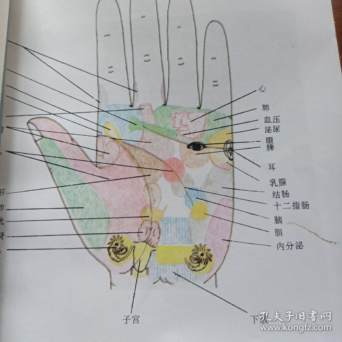 现代掌纹诊病