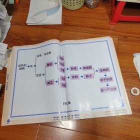 （教学挂图）义务教育课程标准实验教科书教学挂图生物学八年级下册 （全套39幅）